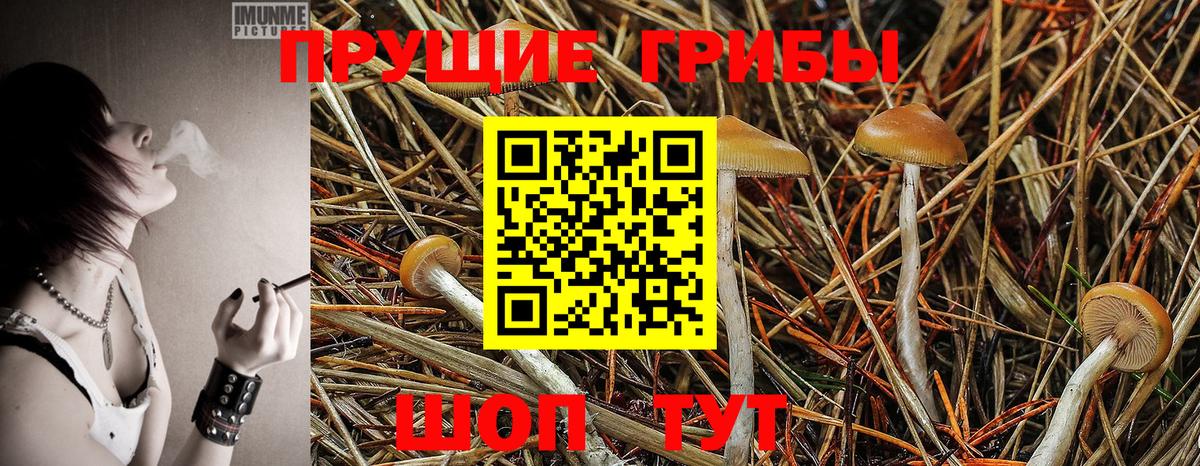 Малгобек  Псилоцибиновые грибы GOLDEN TEACHER  Вход с VPN  Псилоцибиновые грибы Psilocybine cubensis 
